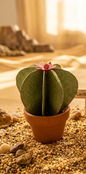 Origami "Cactus vert clair"
